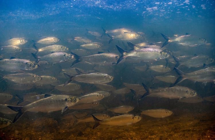 Hickory shad travel together as a school. (Ryan Hagerty/U.S. Fish & Wildlife Service)