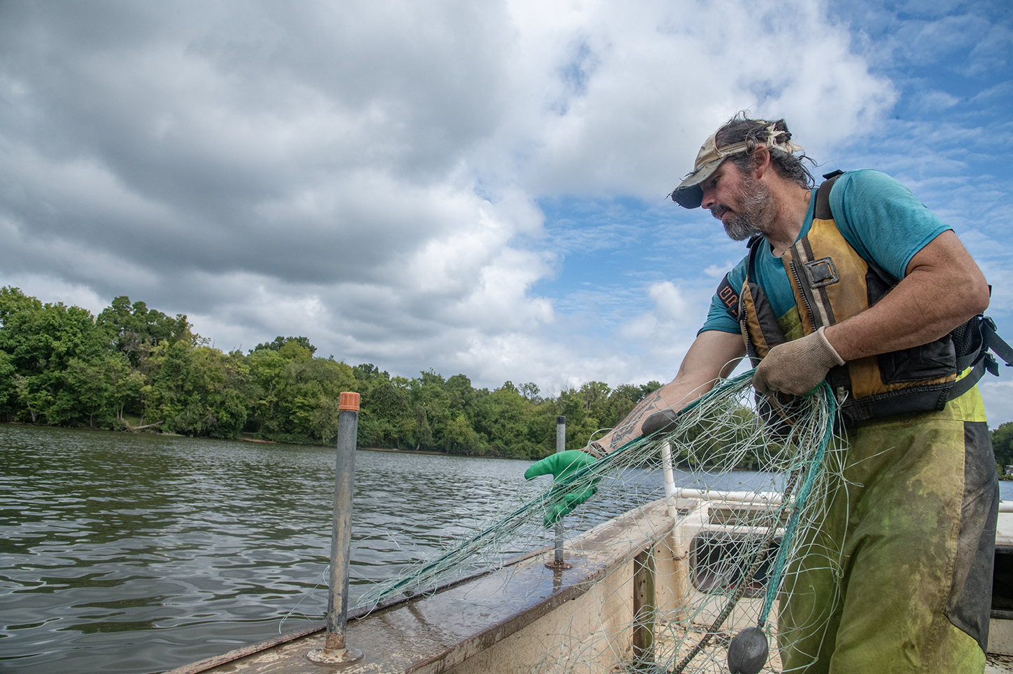 Dr. Matthew Balazik pulls in a gill net on the James River near Osbourne Landing. All photos by Scott Elmquist