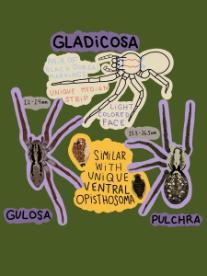 Illustration of three spiders: Gladicosa, pair of black dorsal markings, unique median strip, light colored face, 15.3 - 16.5mm; Gulosa and Pulchra, similar with unique ventral opisthosoma