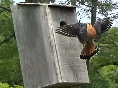 Male American Kestrel