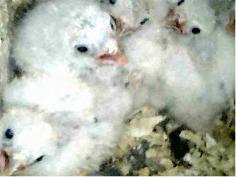 three American Kestrel chicks